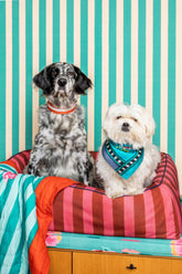 Pet Bed Large Rust X Lisa Corti - Custom Pet Beds | My Style Bags